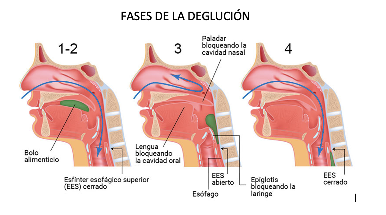 fases de la deglucion